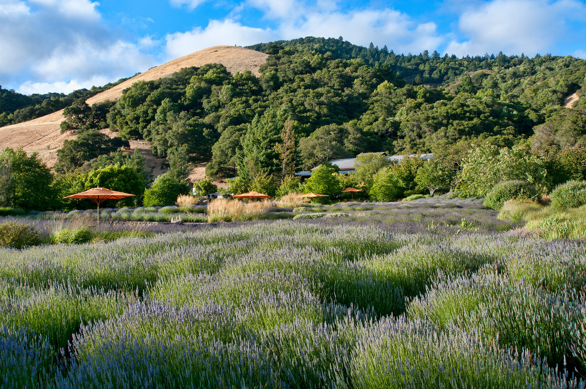 A field of lavender with orange umbrellas throughout, and a hill with trees in the background.